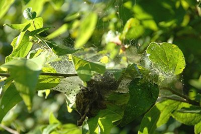 Spider Egg Sack.jpg
