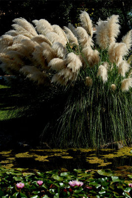 Pampas Grass and Water Lilies.jpg