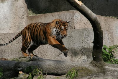 jumping tiger