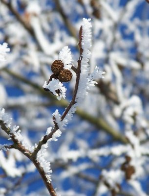 icy branches