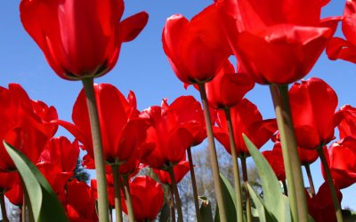 Skagit Valley Tulips *all galleries*