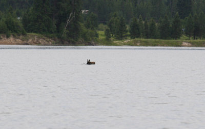 that's a moose swimming across the river