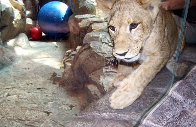 lion cubs...