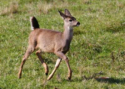 fawn