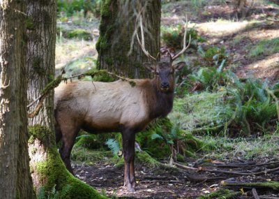 bull elk