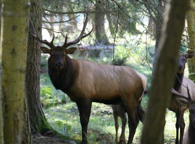 bull elk