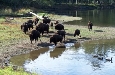 watering hole