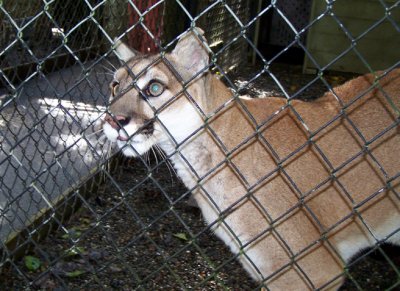 close to a cougar