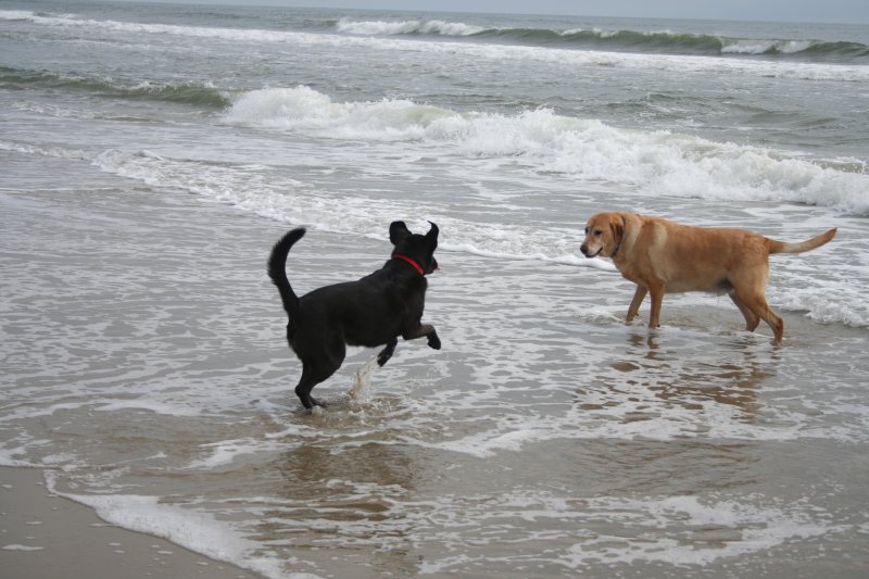 dogs on the beach