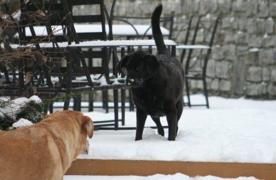 sam and lucy in snow