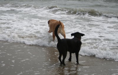 sam and lucy on the beach