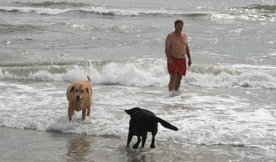 dogs at the beach