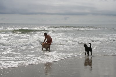 dogs at the beach