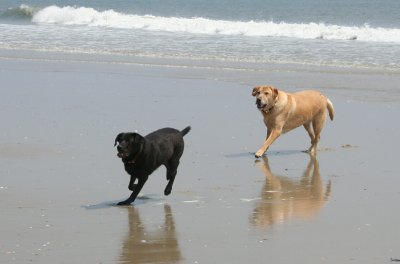 lucy and sam on beach