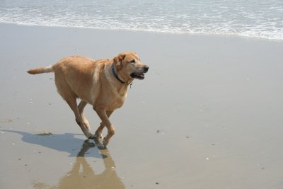 samson on the beach