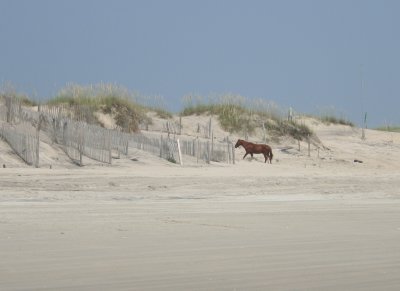 wild horse on the beach