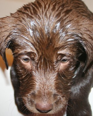 wet pup