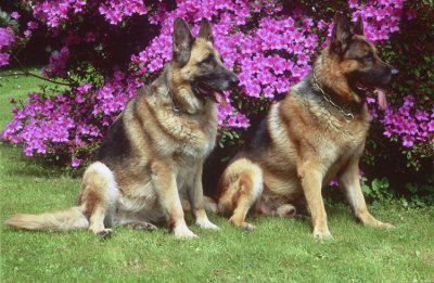 German shepherds