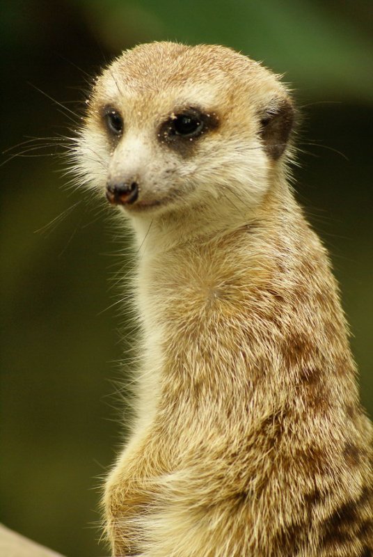 Meerkat