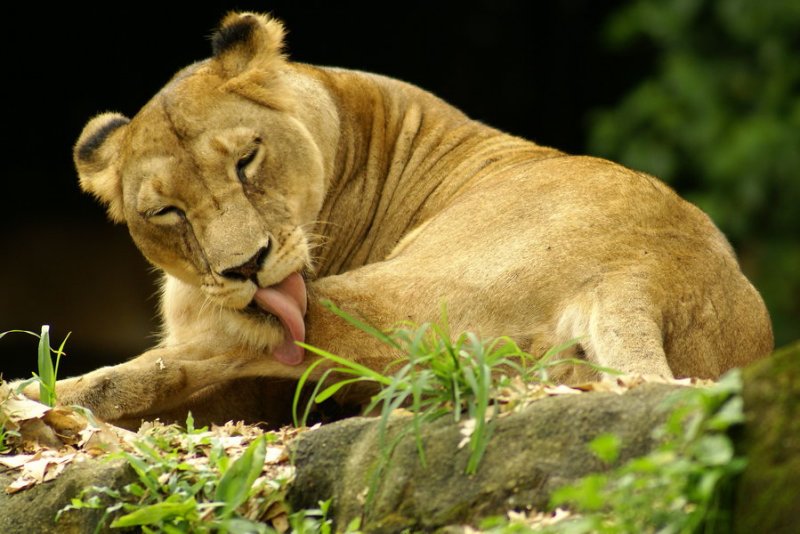 Grooming