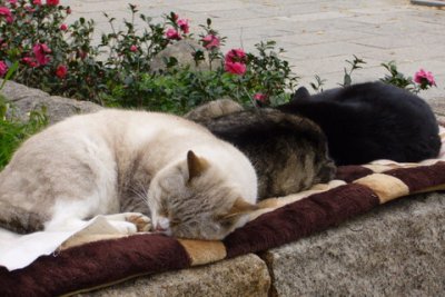 Snugglin' and huddlin' in Osaka
