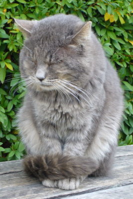 Winter kitty