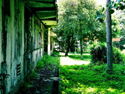 Overgrown with undergrowth