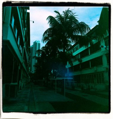 Silhoutted fronds