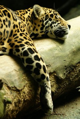 Jaguar, logging out