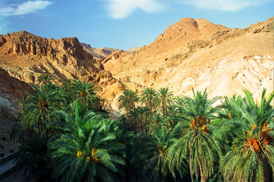 Chebika Oasis