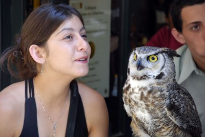 Owl