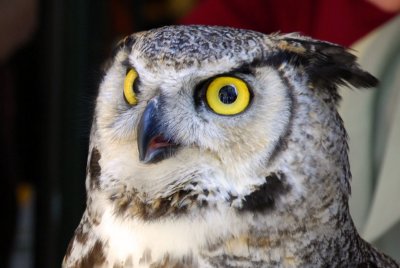 Owl face