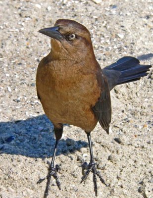Birds