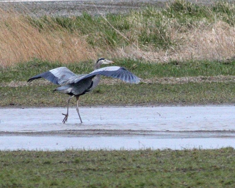 3-2-2007 heron.jpg