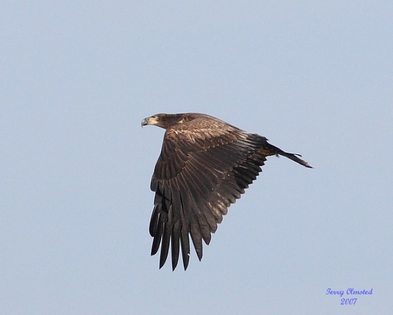 3-6-07 Eagle 2795 ttl.jpg