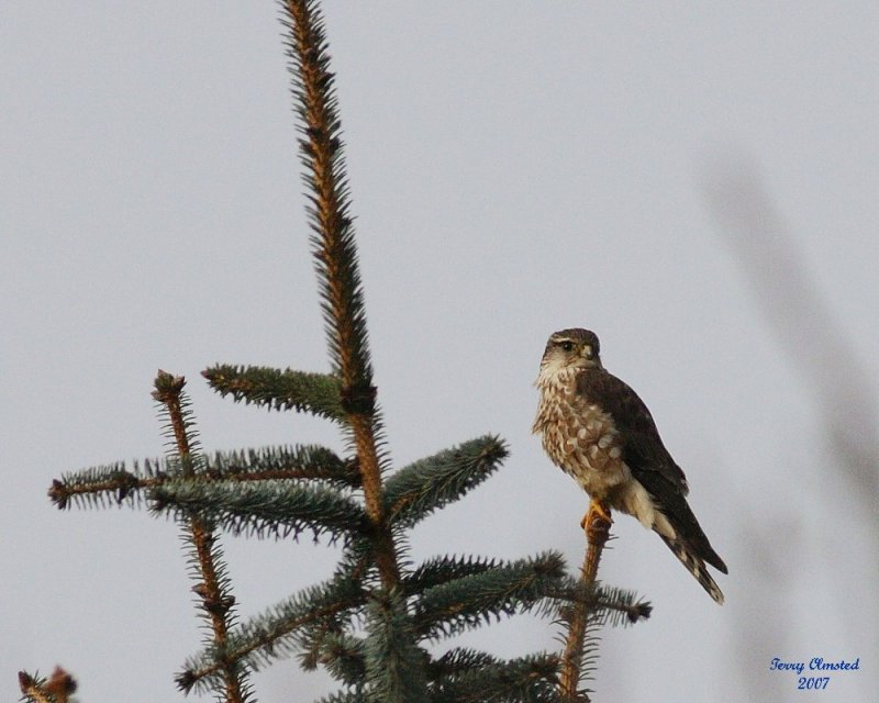 3-21-07 Kestrel 3977 ttl.jpg