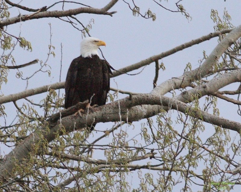 Eagle_3763 ttl.JPG
