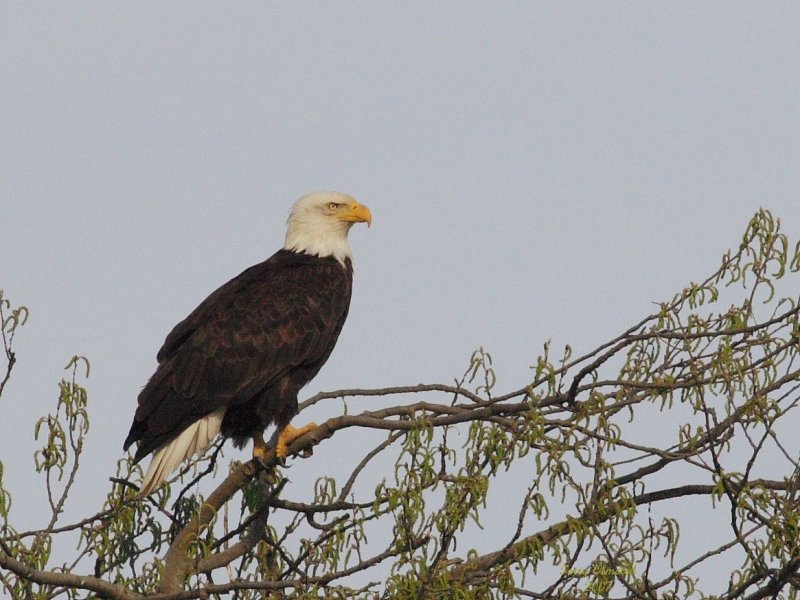 3-26-07 eagle 4285 ttl.jpg