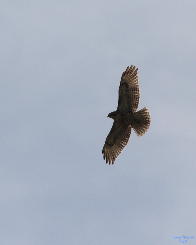 4-03-07 Harrier soaring 4982 r.JPG