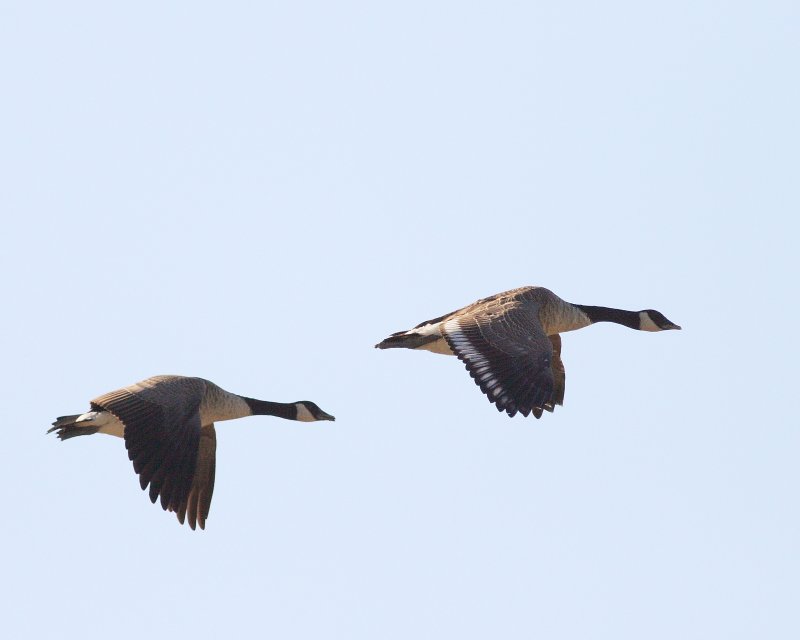 8-29-07 canada goose pair 0949.JPG