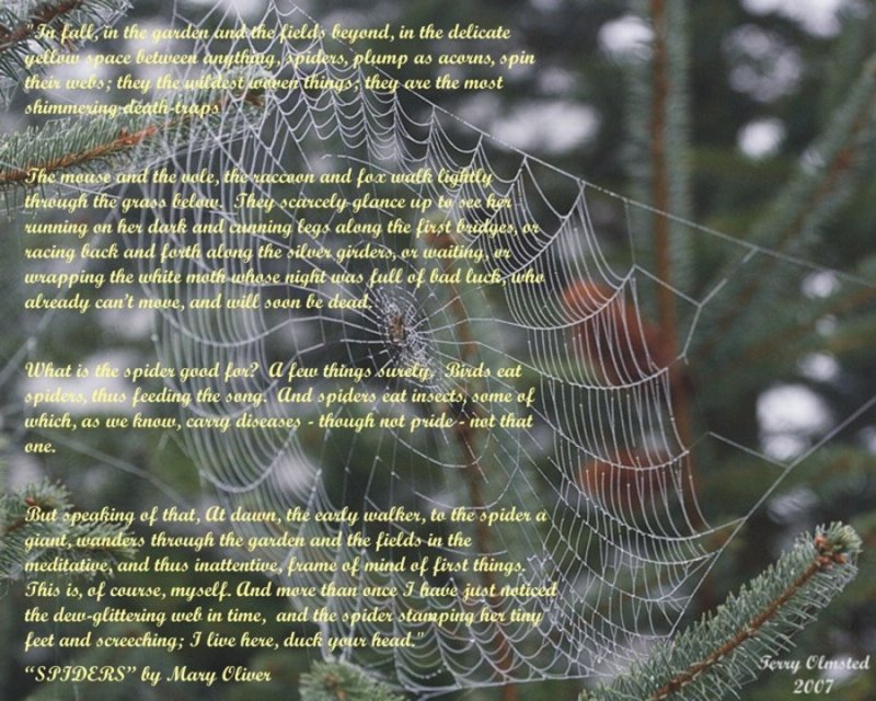 spiderweb with Mary Oliver poetry 3r.jpg