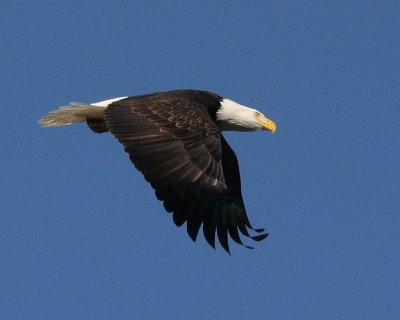 1-30-07 eagle bayview2 ttl.jpg