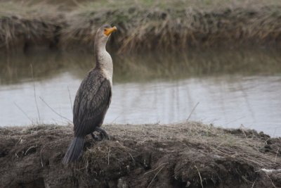 2-13-07 cormorant ttl.jpg