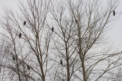 2-13-07 Eagle Tree ttl.jpg