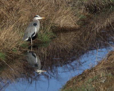 2-27-07 Heron adj ttl.jpg