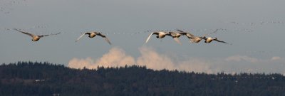2-27-07 start of swan show 4 ttl.jpg