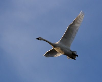 2-27-07 start of swan show 11 ttl.jpg