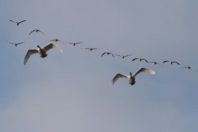 2-27-07 swans and geese ttl.jpg