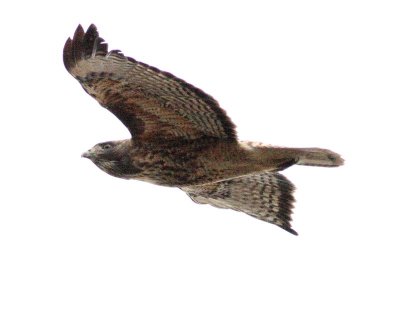 3-2-2007 harrier4 ttl.jpg