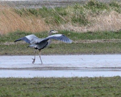 3-2-2007 heron.jpg